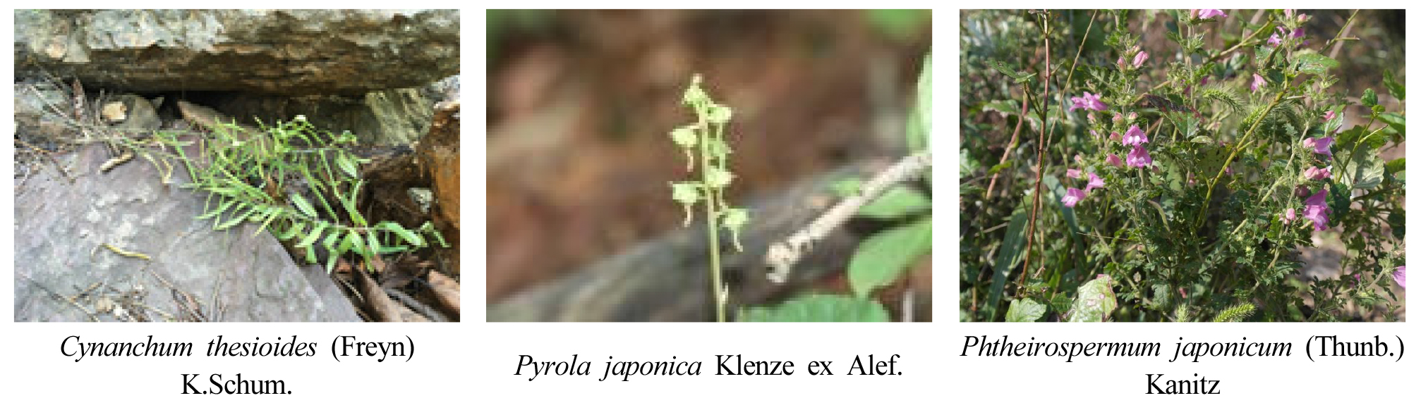 https://cdn.apub.kr/journalsite/sites/kjpr/2021-034-04/N0820340408/images/kjpr_34_04_08_F2.jpg