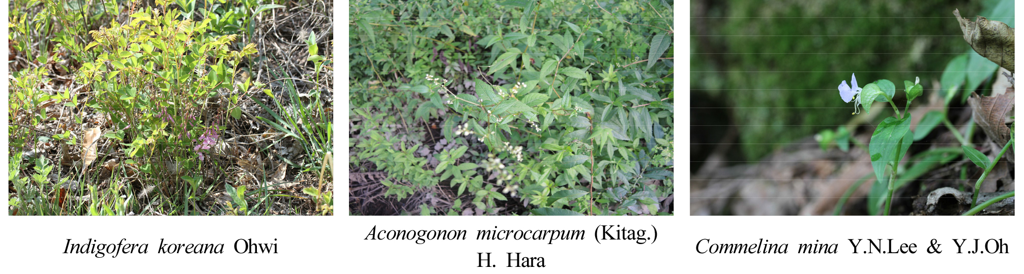 https://cdn.apub.kr/journalsite/sites/kjpr/2022-035-02/N0820350204/images/kjpr_35_02_04_F3.jpg