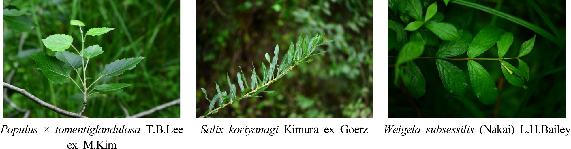 https://cdn.apub.kr/journalsite/sites/kjpr/2023-036-01/N0820360104/images/kjpr_36_01_04_F4.jpg