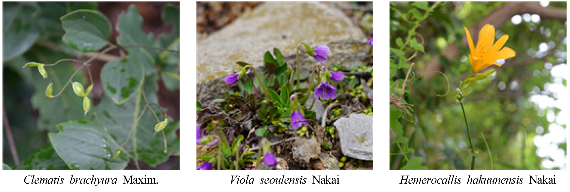 https://cdn.apub.kr/journalsite/sites/kjpr/2025-038-01/N0820380106/images/kjpr_2025_381_64_F3.jpg