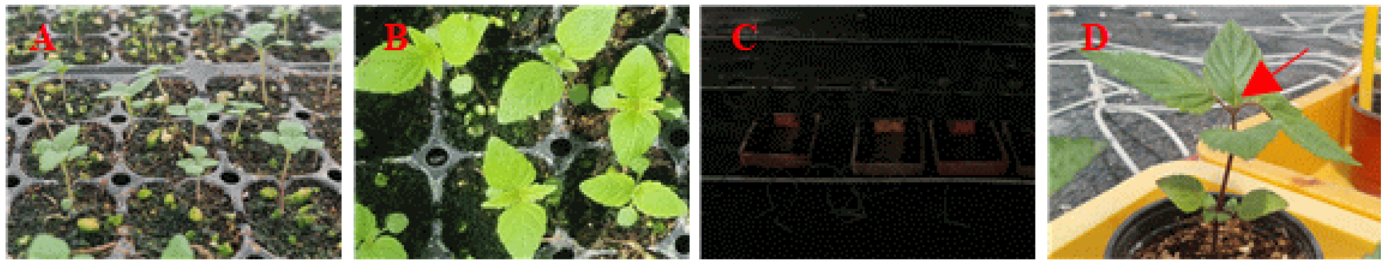 https://cdn.apub.kr/journalsite/sites/kjpr/2026-039-05/N0820390503/images/kjpr_2026_395_256_F1.jpg
