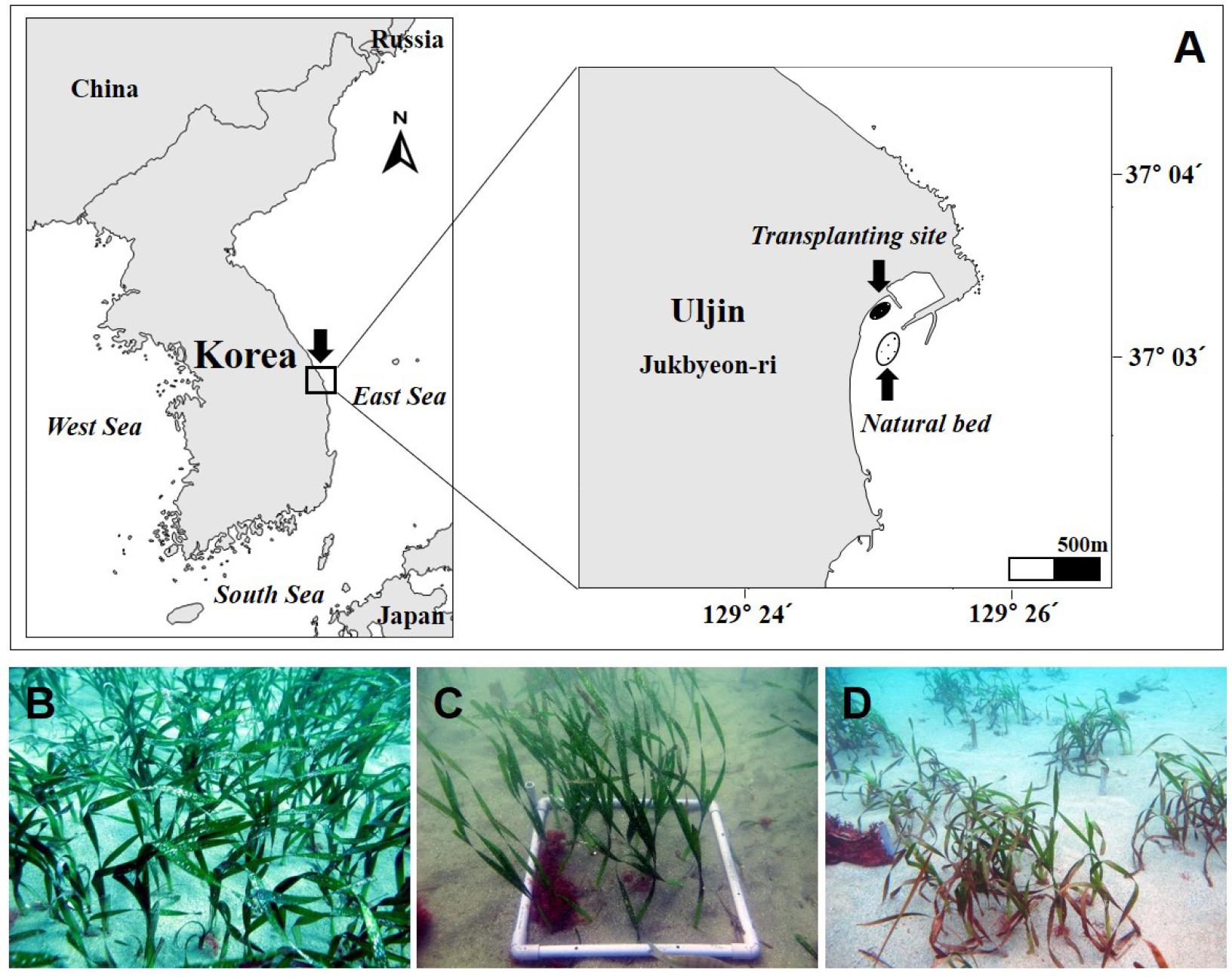 https://cdn.apub.kr/journalsite/sites/kso/2020-025-04/N0230250404/images/figure_KSO_25_04_04_F1.jpg