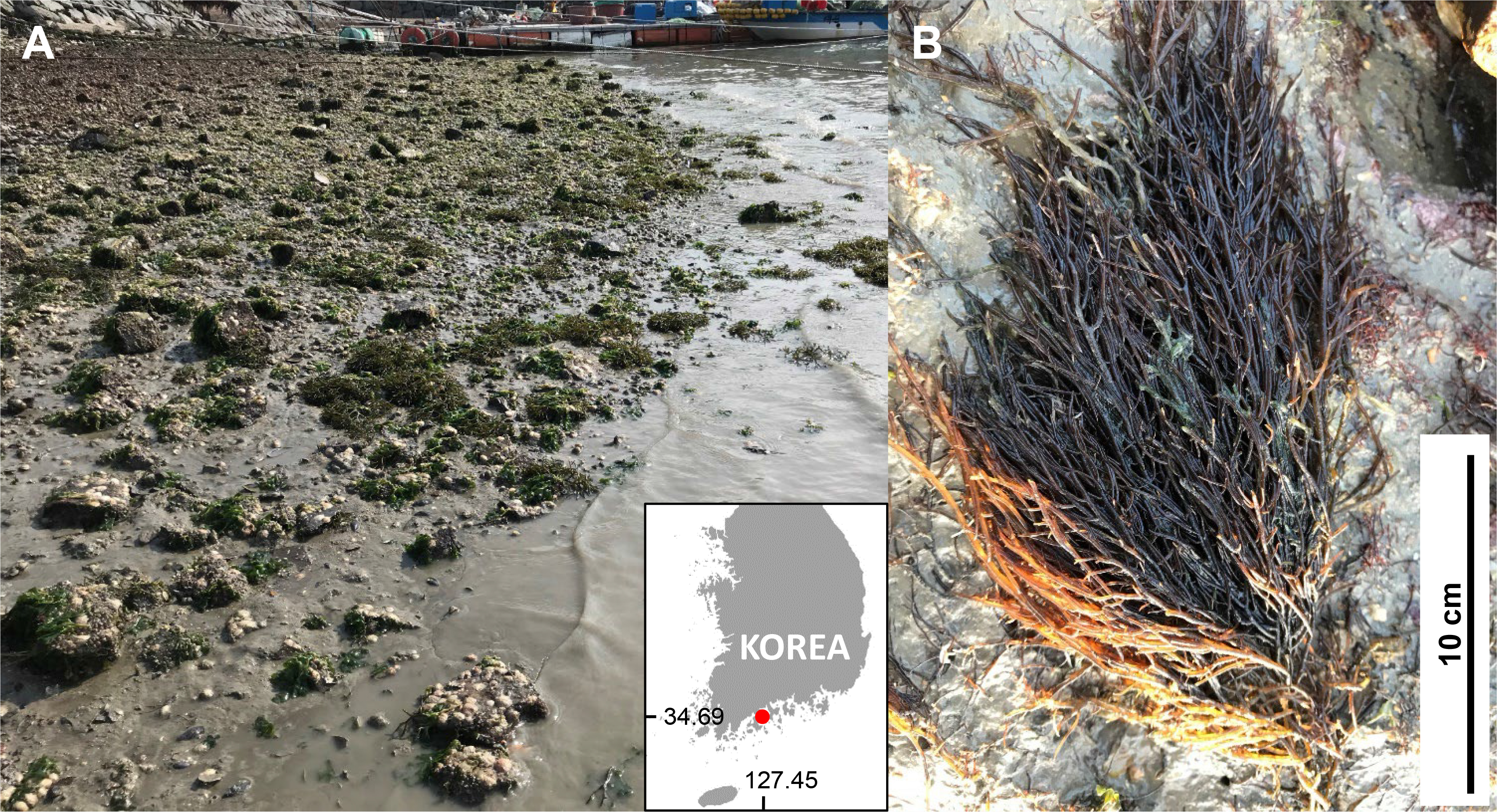 https://cdn.apub.kr/journalsite/sites/ksp/2022-002-02/N0310020204/images/ksp_02_02_04_F1.jpg
