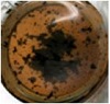 https://cdn.apub.kr/journalsite/sites/ktappi/2016-048-03/N0460480308/images/KTAPPI_2016_v48n3_57_t005_07.jpg