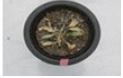https://cdn.apub.kr/journalsite/sites/ktappi/2016-048-06/N0460480618/images/KTAPPI_2016_v48n6_150_t001-30.jpg