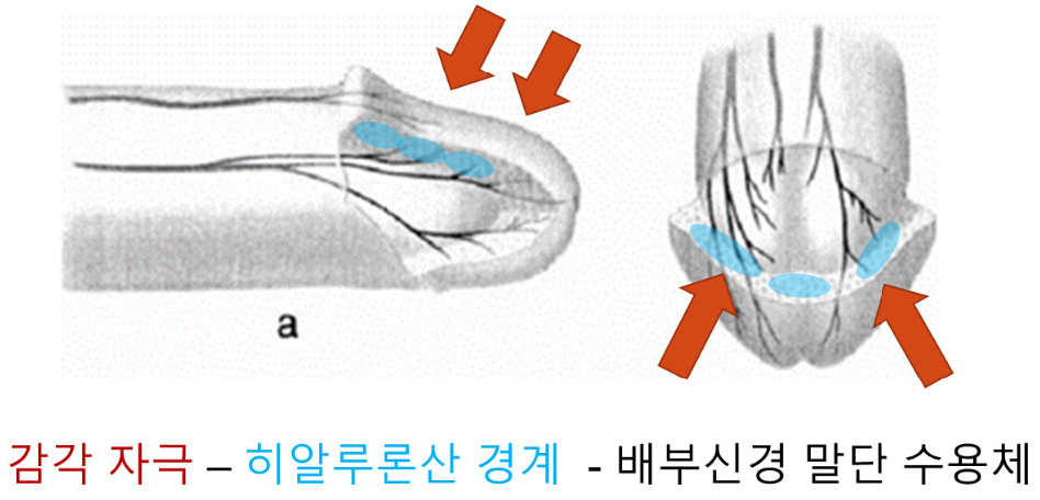 https://cdn.apub.kr/journalsite/sites/urology/2022-003-01/N0050030101/images/urology_03_01_01_F2.jpg