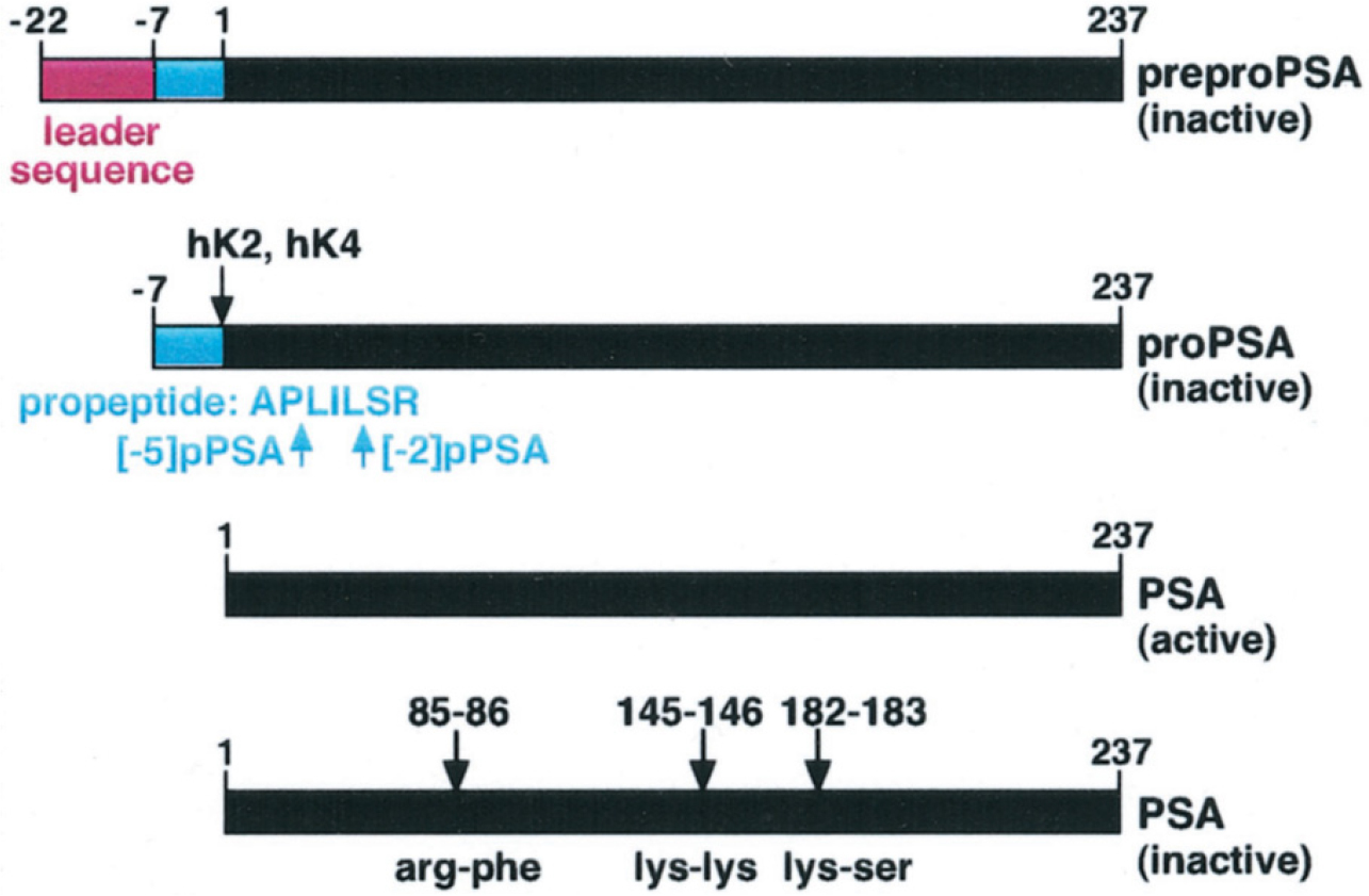 https://cdn.apub.kr/journalsite/sites/urology/2025-006-01/N0050060101/images/urology_06_01_01_F2.jpg